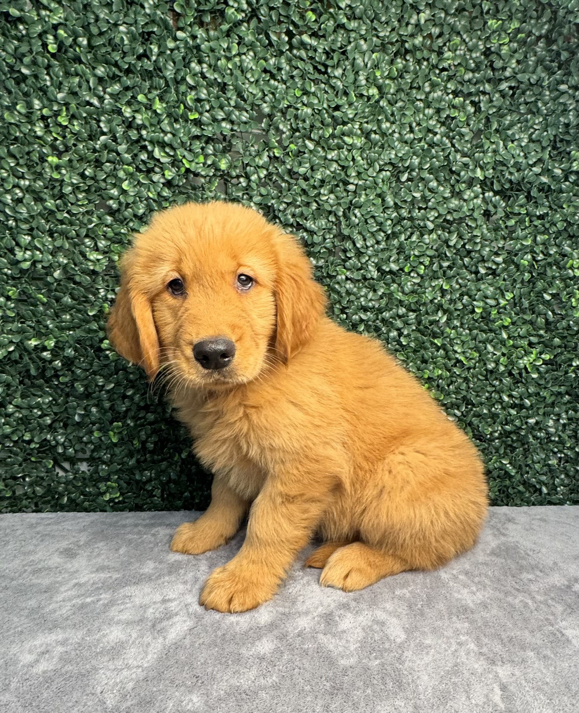 Golden Retriever - 4964 Image #1