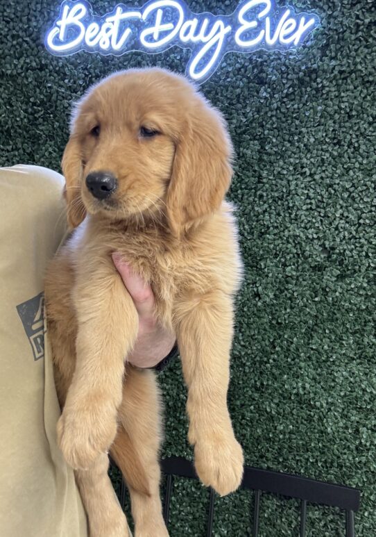 [#25307-06] Golden F Golden Retriever Puppies for Sale