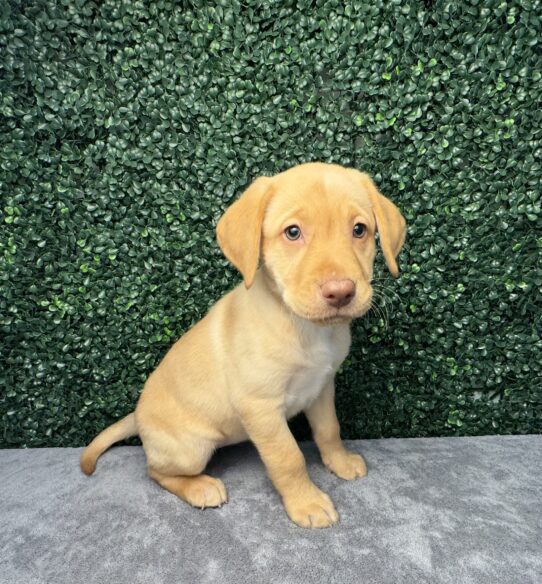 [#25299-04] Yellow F Labrador Retriever Puppies for Sale