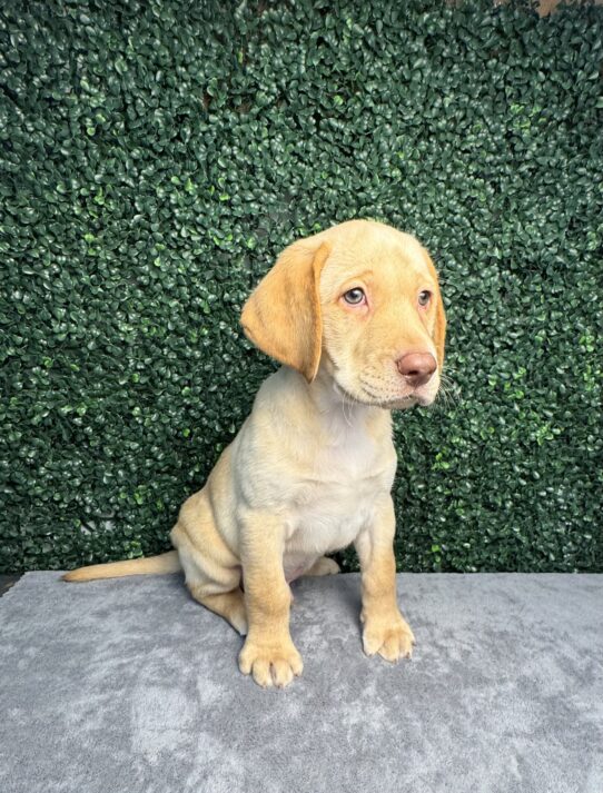 [#25299-03] Yellow M Labrador Retriever Puppies for Sale