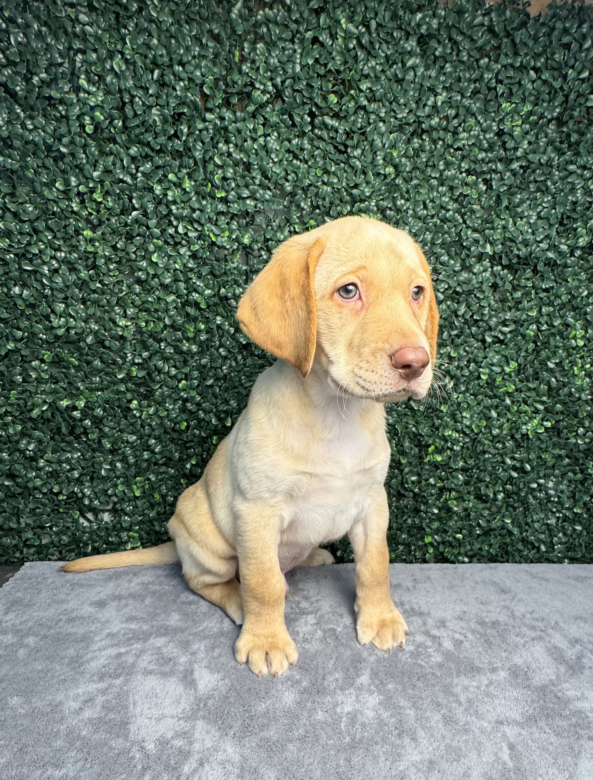 Labrador Retriever - 4962 Image #1