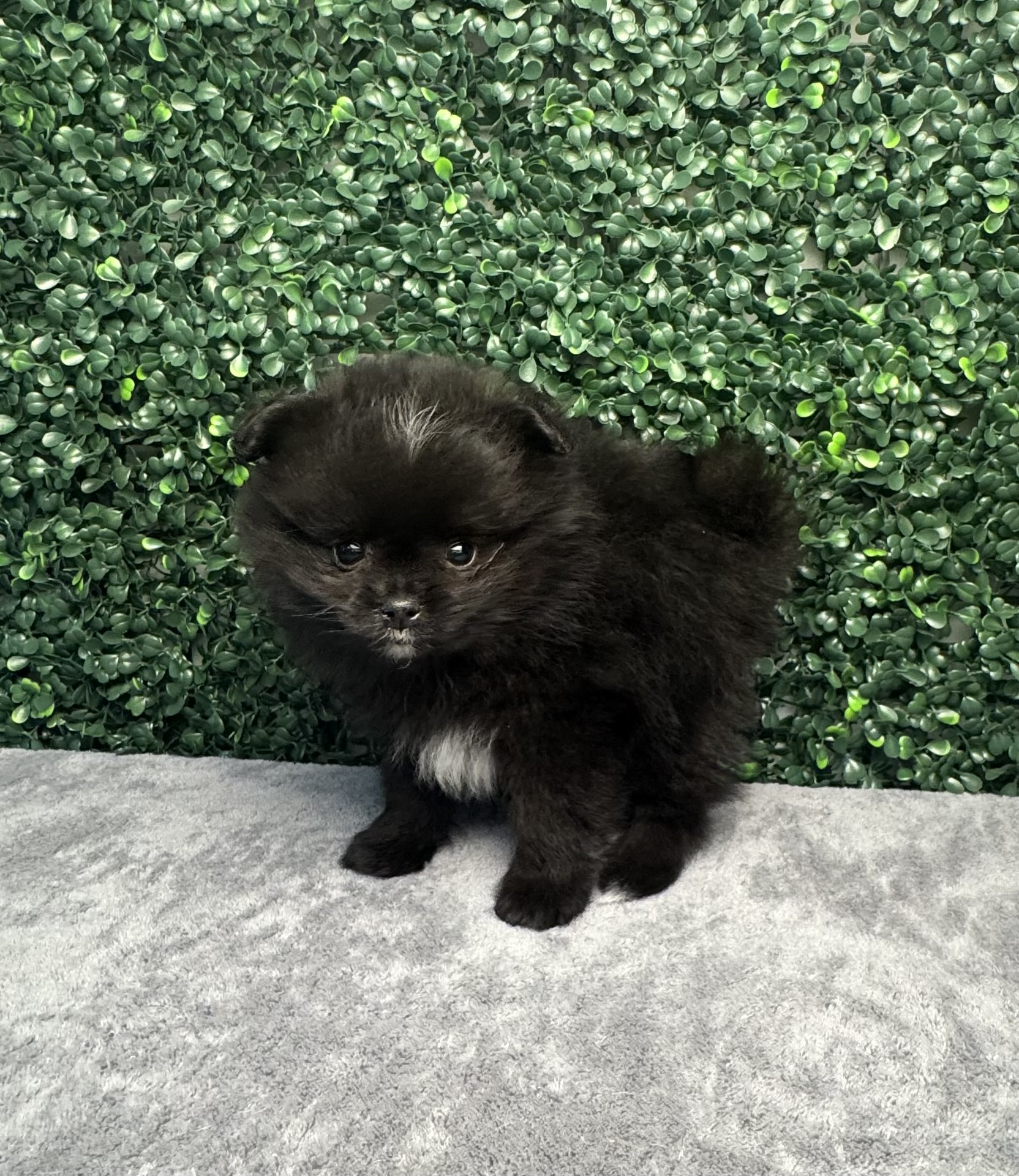 Pomeranian - 4971 Image #2