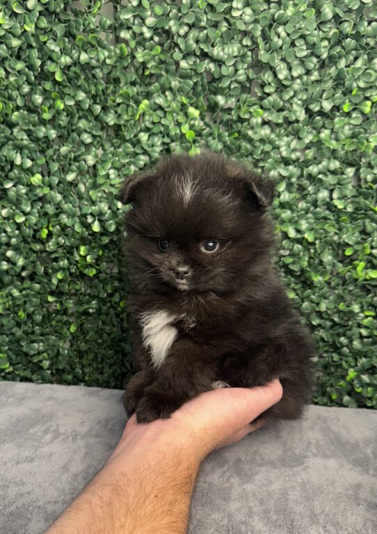 [#251917-01] Black / White M Pomeranian Puppies for Sale