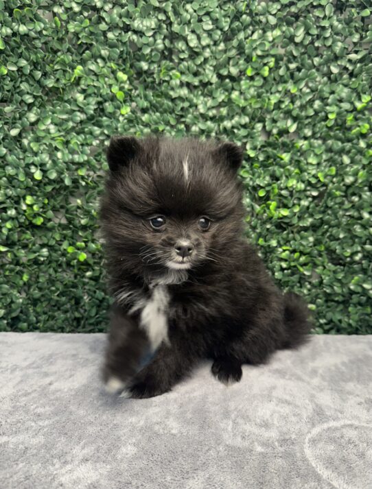 Pomeranian-Dog-Female--4972-Tiny Paws