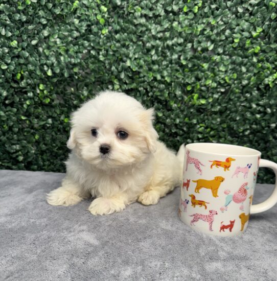 [#251792-01] White M Maltese Puppies for Sale
