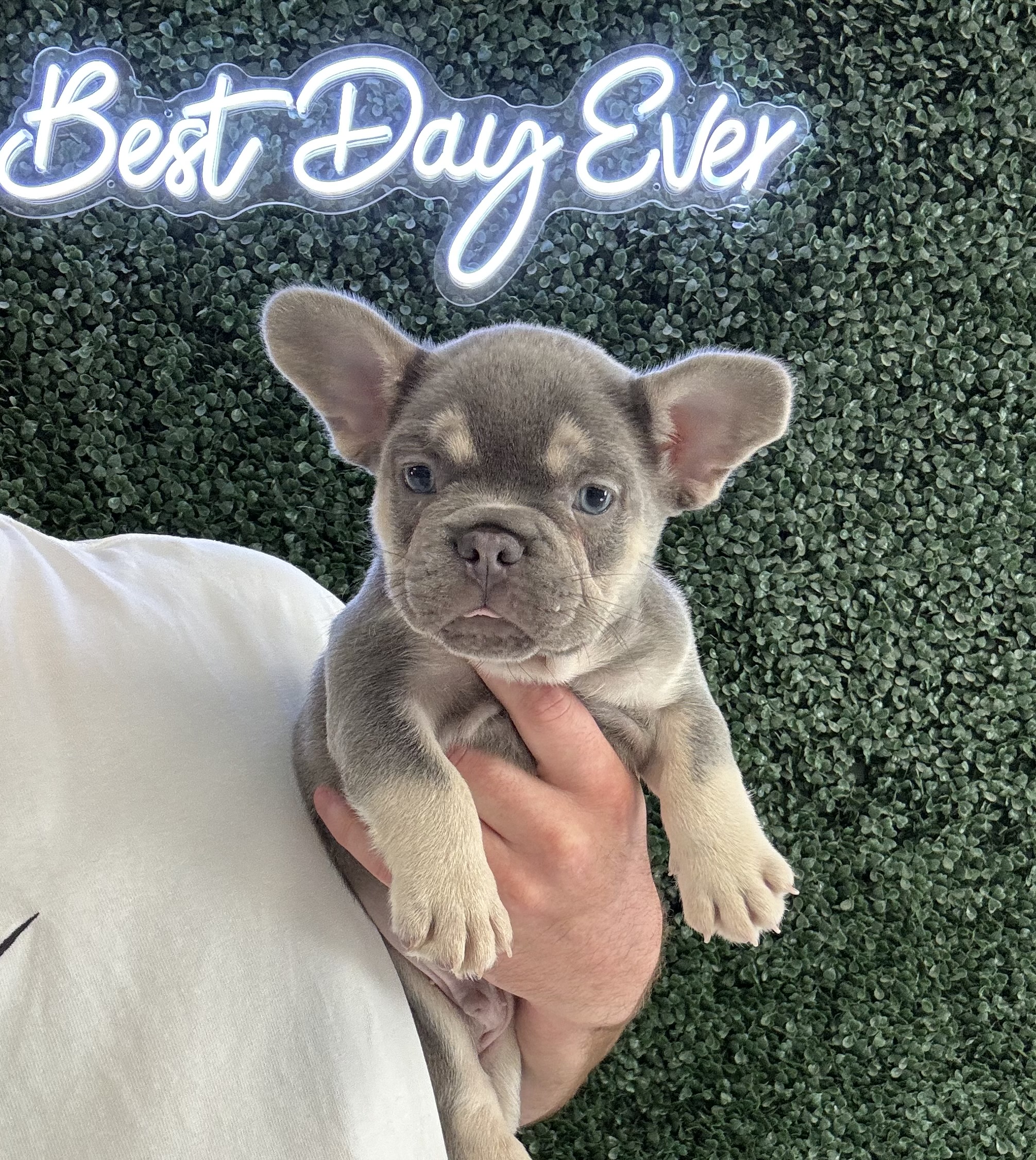 French Bulldog - 4967 Image #1