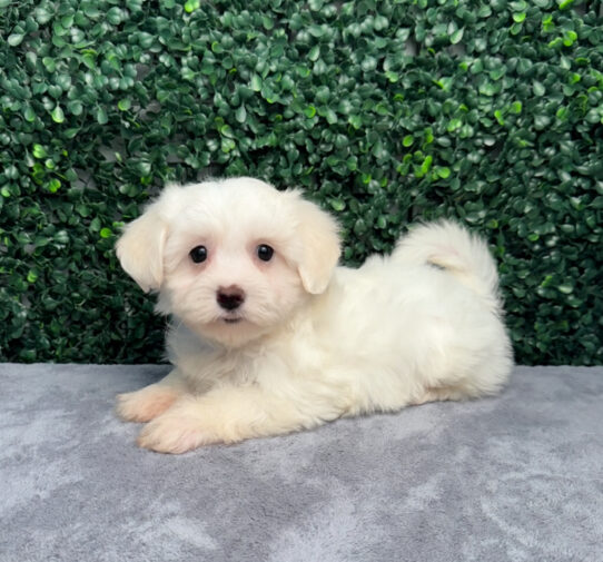 [#251940-03] White F Maltese Puppies for Sale