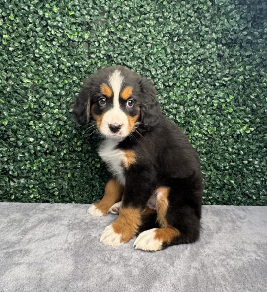 [#25320-04] Black Rust / White F Bernese Mountain Dog Puppies for Sale