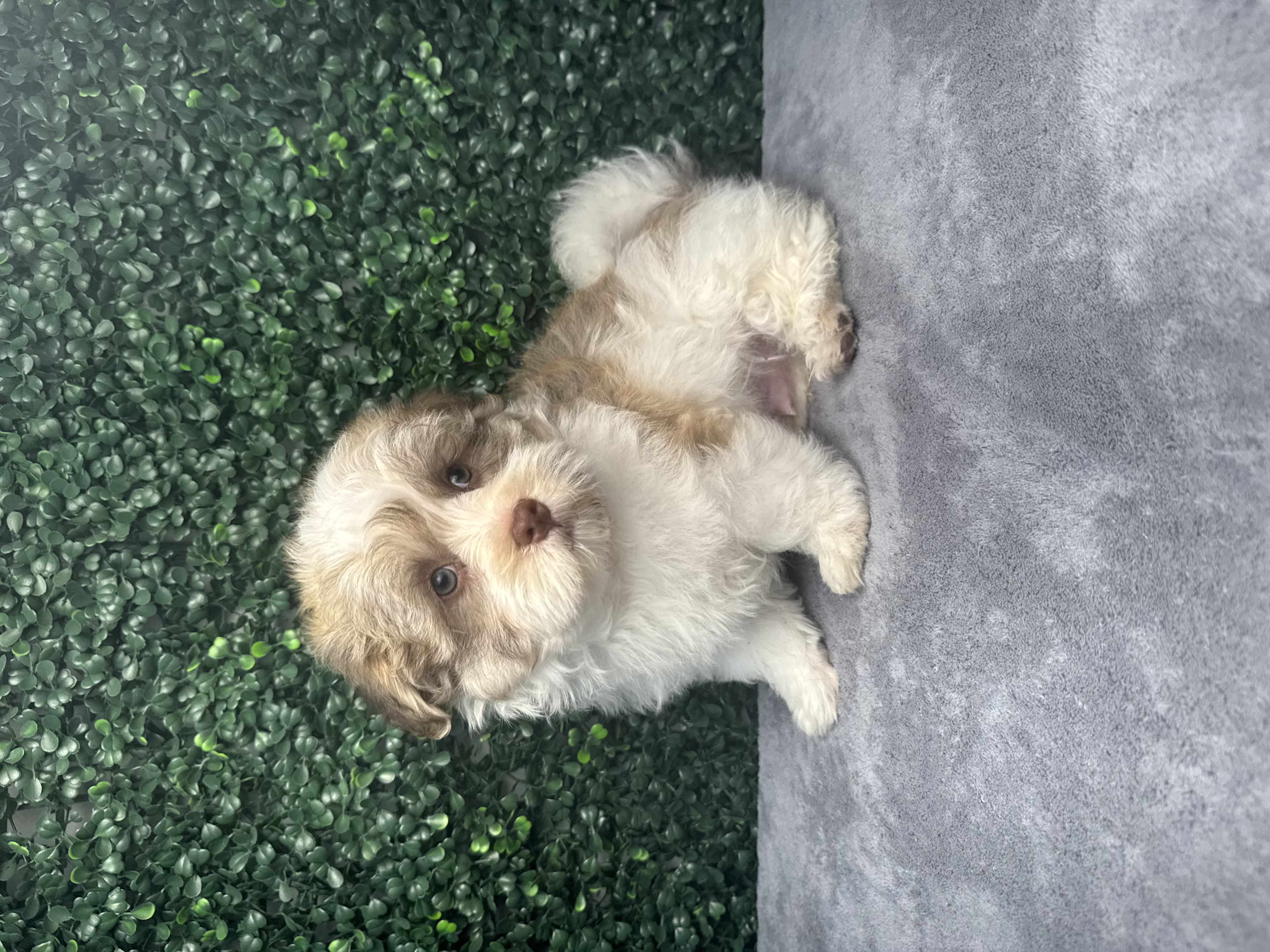 Havanese - 4970 Image #1