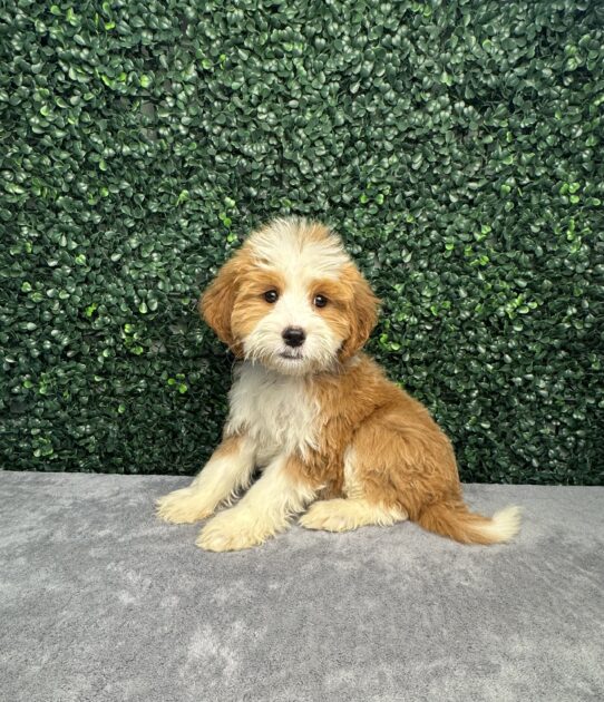 [#25321-06] Red / White F Bernedoodle 2nd Gen Puppies for Sale