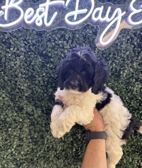 [#252051-06] Black / White F Cockadoodle Puppies for Sale
