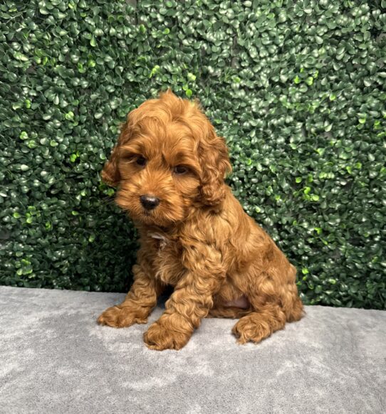 [#251921-07] Red M Cock A Poo Puppies for Sale