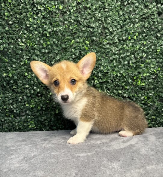 [#251944-04] Red / White F Pembroke Welsh Corgi Puppies for Sale