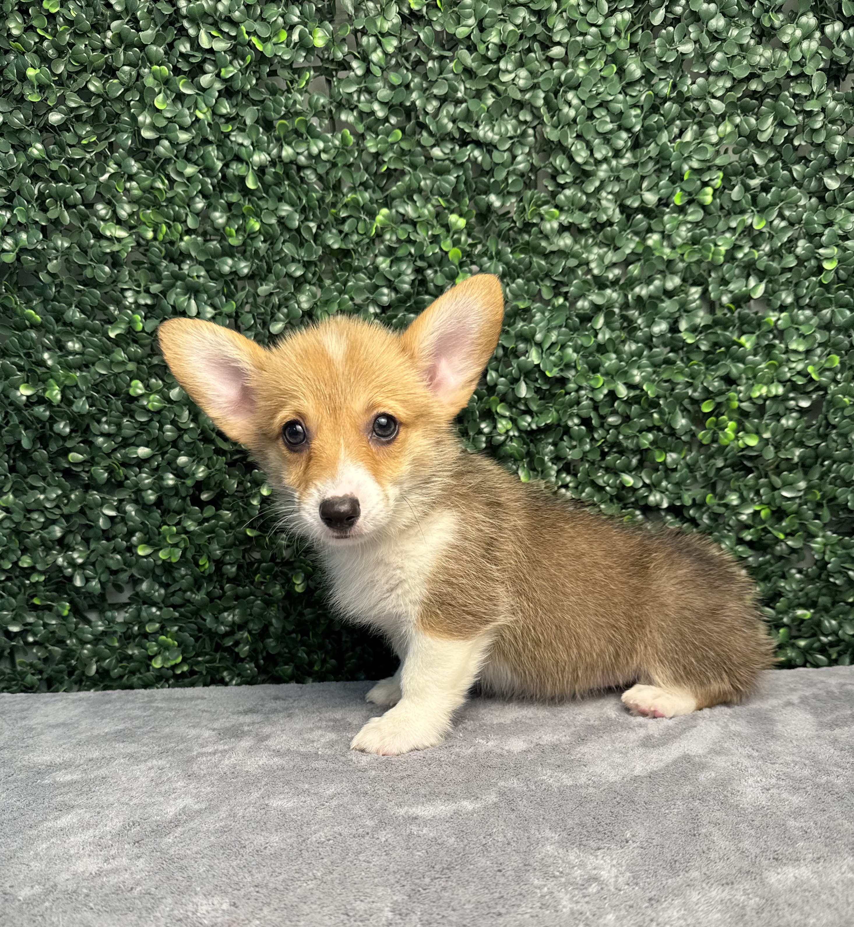 Pembroke Welsh Corgi - 4984 Image #1