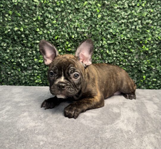 [#251786-07] Black Brindle F Frenchton Puppies for Sale