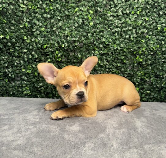 [#251786-05] F Frenchton Puppies for Sale