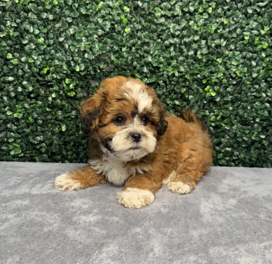 [#252002-01] Sable / White M Teddy Bear Puppies for Sale