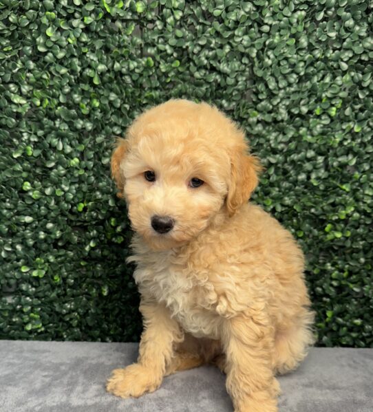 [#251849-01] Cream M Maltipoo Puppies for Sale