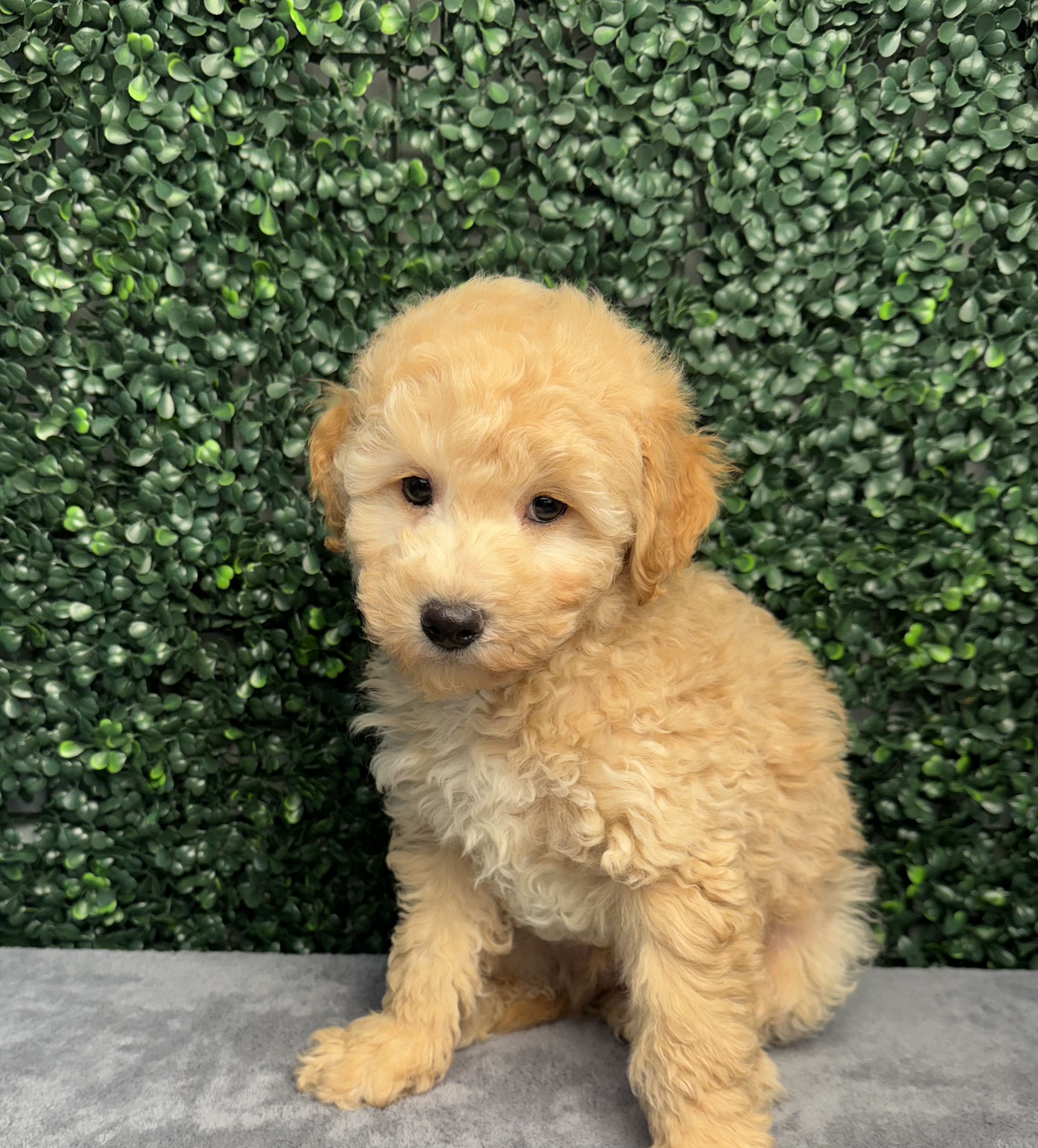 Maltipoo - 4980 Image #1
