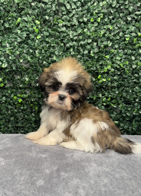 [#251799-02] Brown / White M Shih Tzu Puppies for Sale