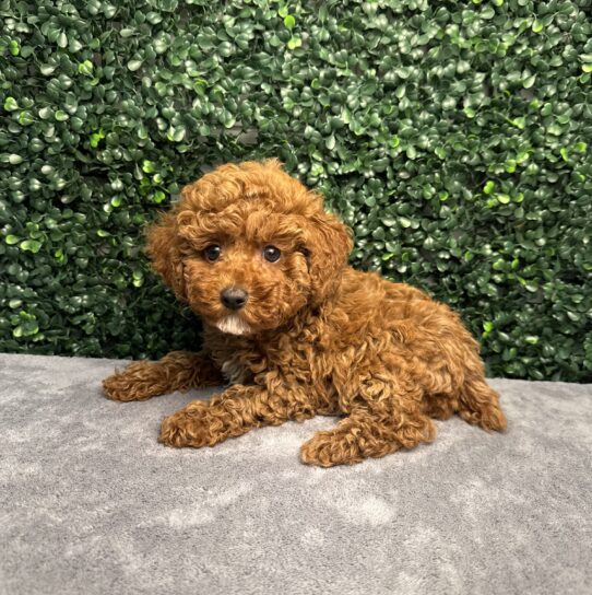 [#251936-02] Red F Poodle Mini Puppies for Sale