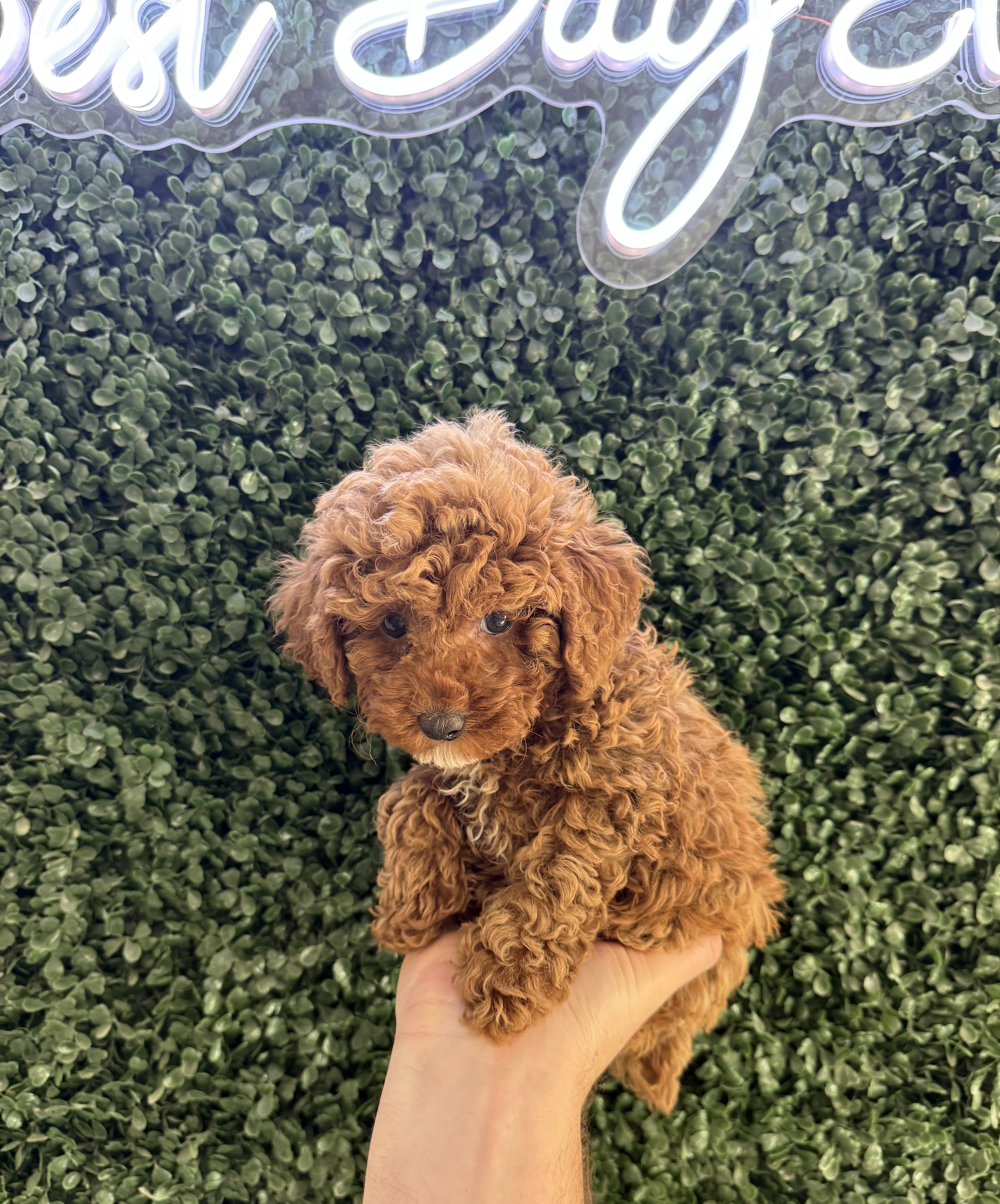 Poodle Mini - 4982 Image #2