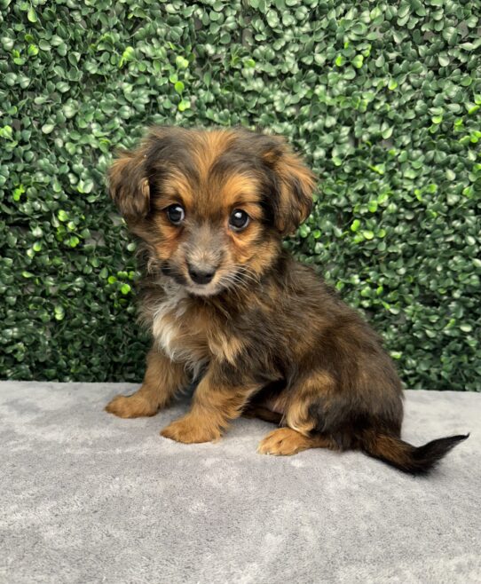 [#252148-01] Chocolate / Tan M Chihuahua/Poodle Puppies for Sale