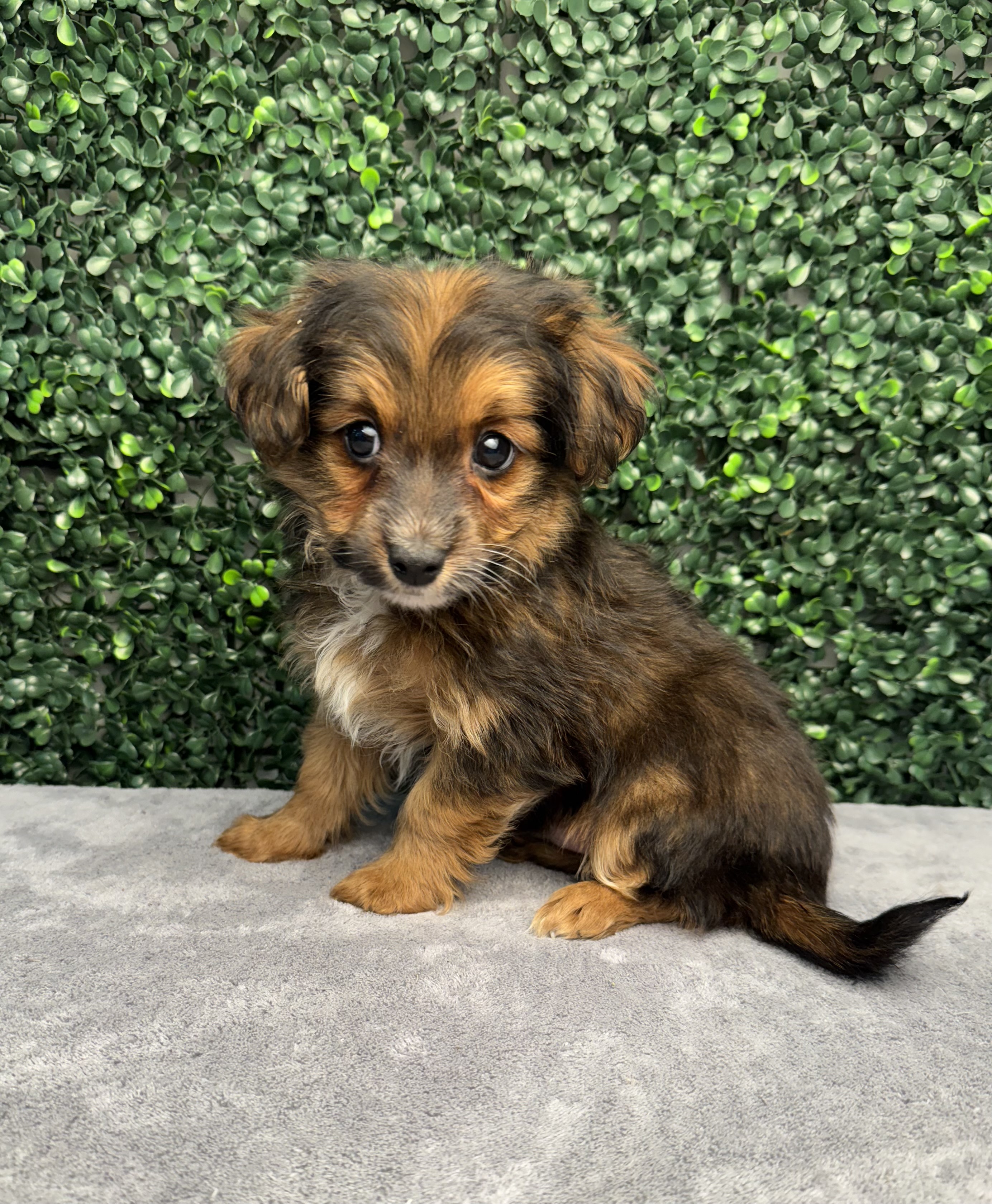 Chihuahua/Poodle - 4987 Image #1