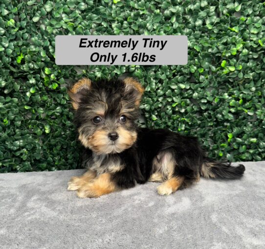 [#251763-01] Black / Tan M Yochon Puppies for Sale