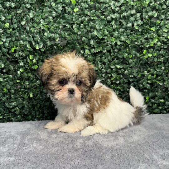 [#251799-05] Brown / White F Shih Tzu Puppies for Sale