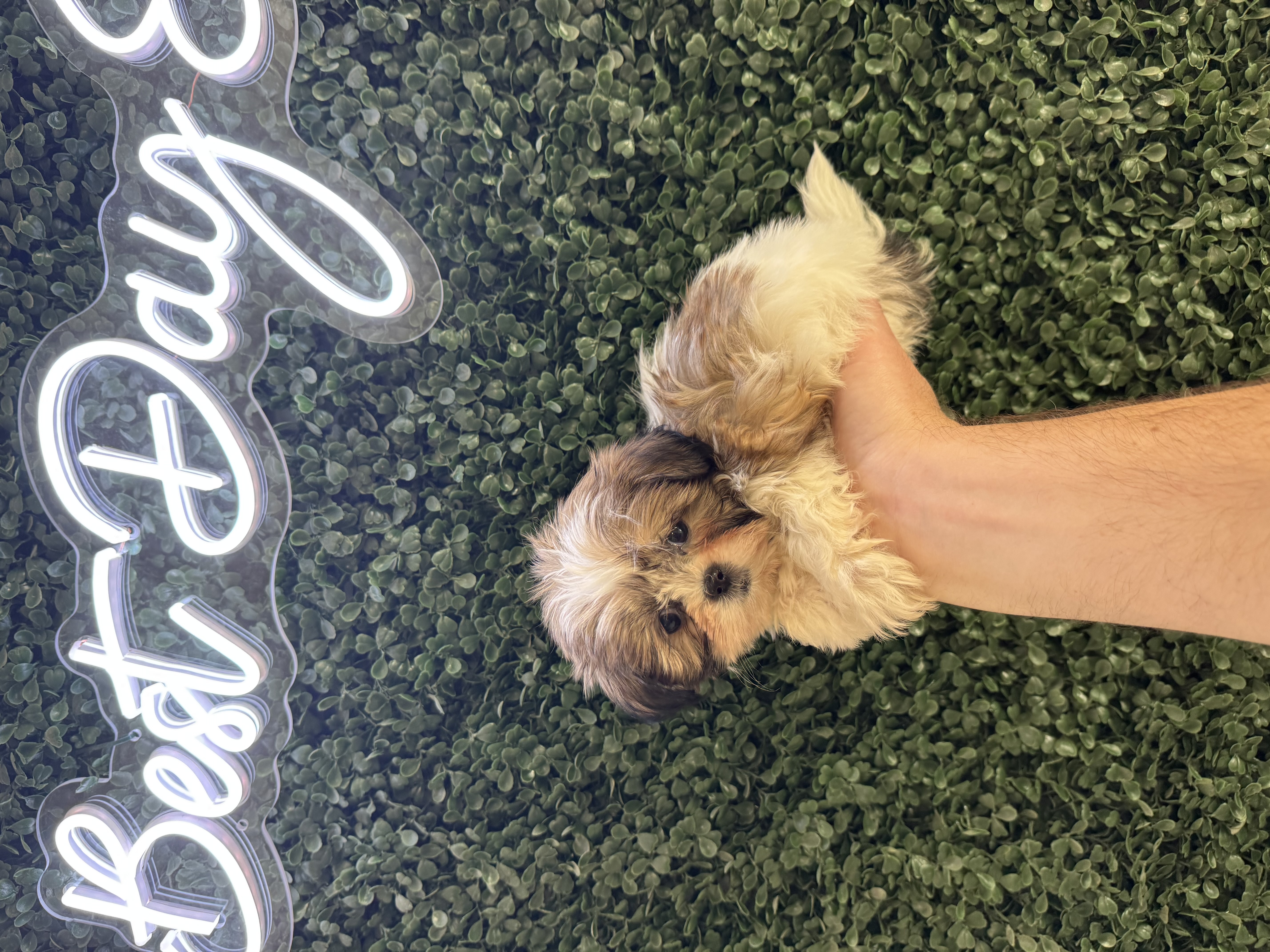 Shih Tzu - 4979 Image #2