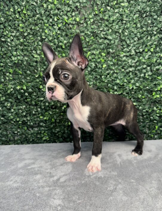 [#251863-02] Brindle / White F Boston Terrier Puppies for Sale