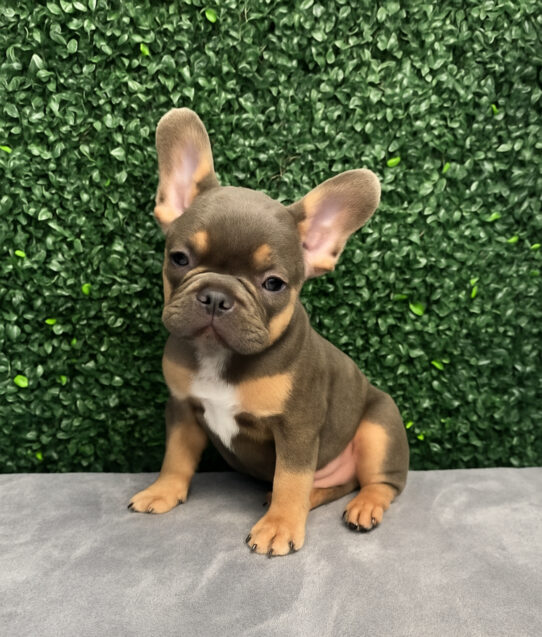 [#251736-03] Blue Tan M French Bulldog Puppies for Sale