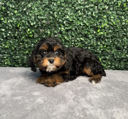 [#251838-05] Black / Tan F Yorkiepoo Puppies for Sale