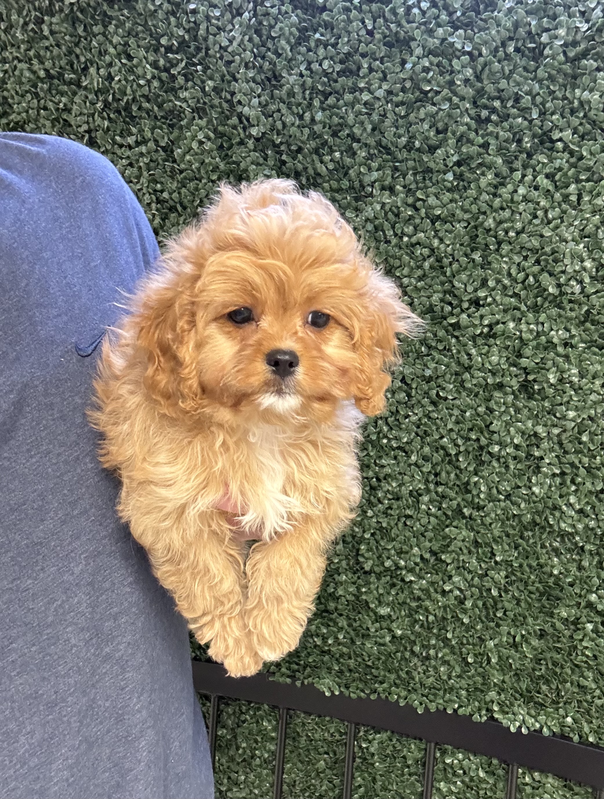 Cavapoo - 4996 Image #2