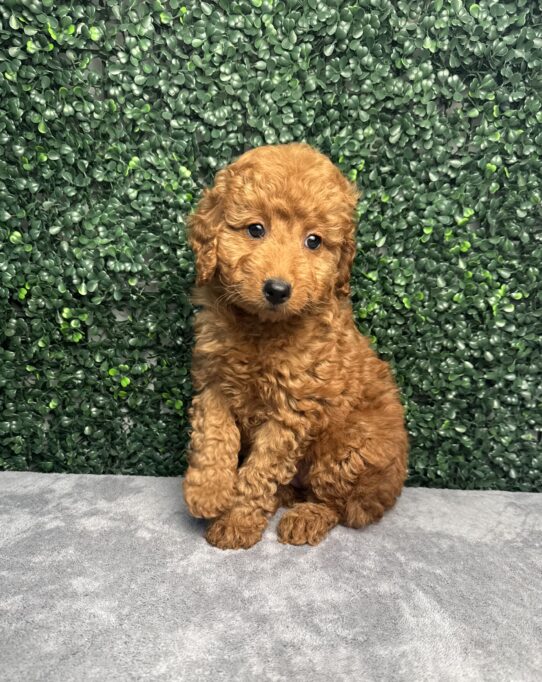 [#252047-08] Red F Goldendoodle Mini 2nd Gen Puppies for Sale