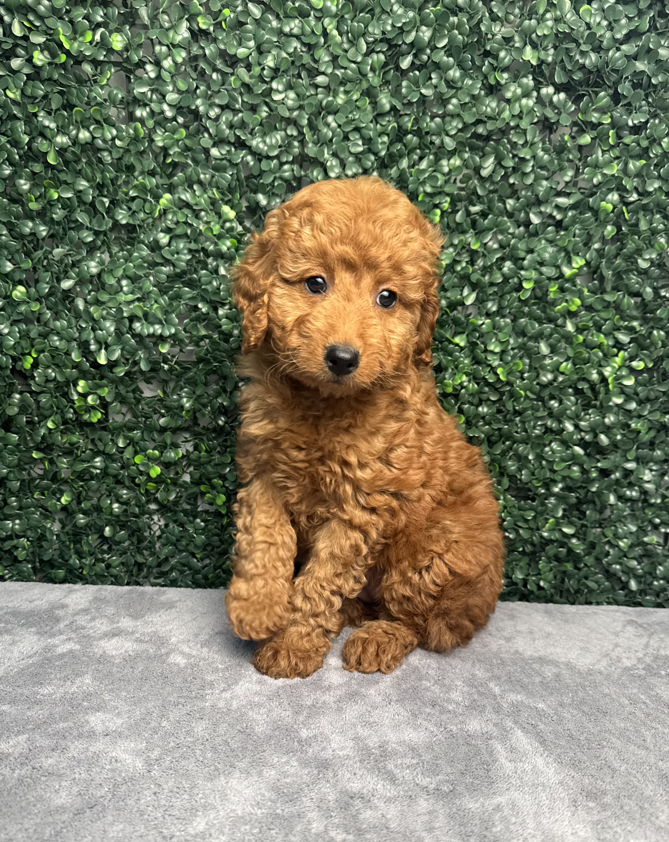Goldendoodle Mini 2nd Gen - 4994 Image #1