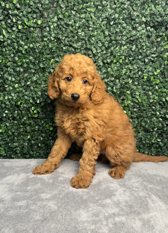 [#252047-05] Red M Goldendoodle Mini 2nd Gen Puppies for Sale