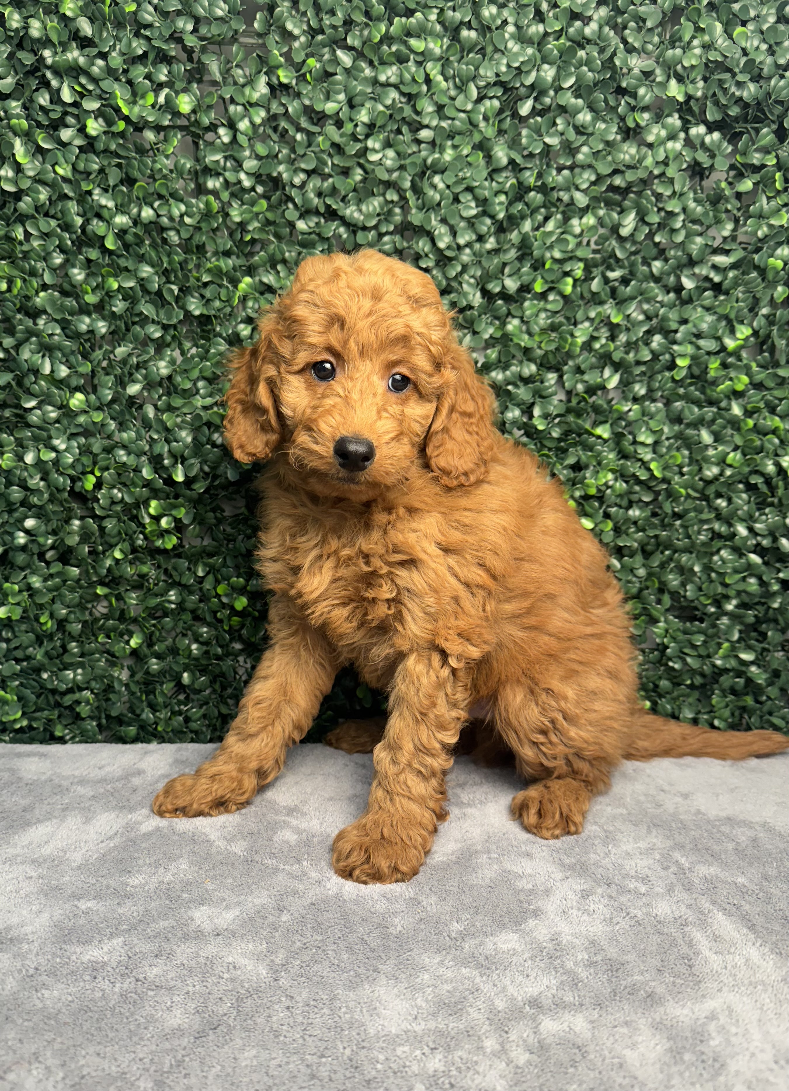 Goldendoodle Mini 2nd Gen - 4992 Image #1