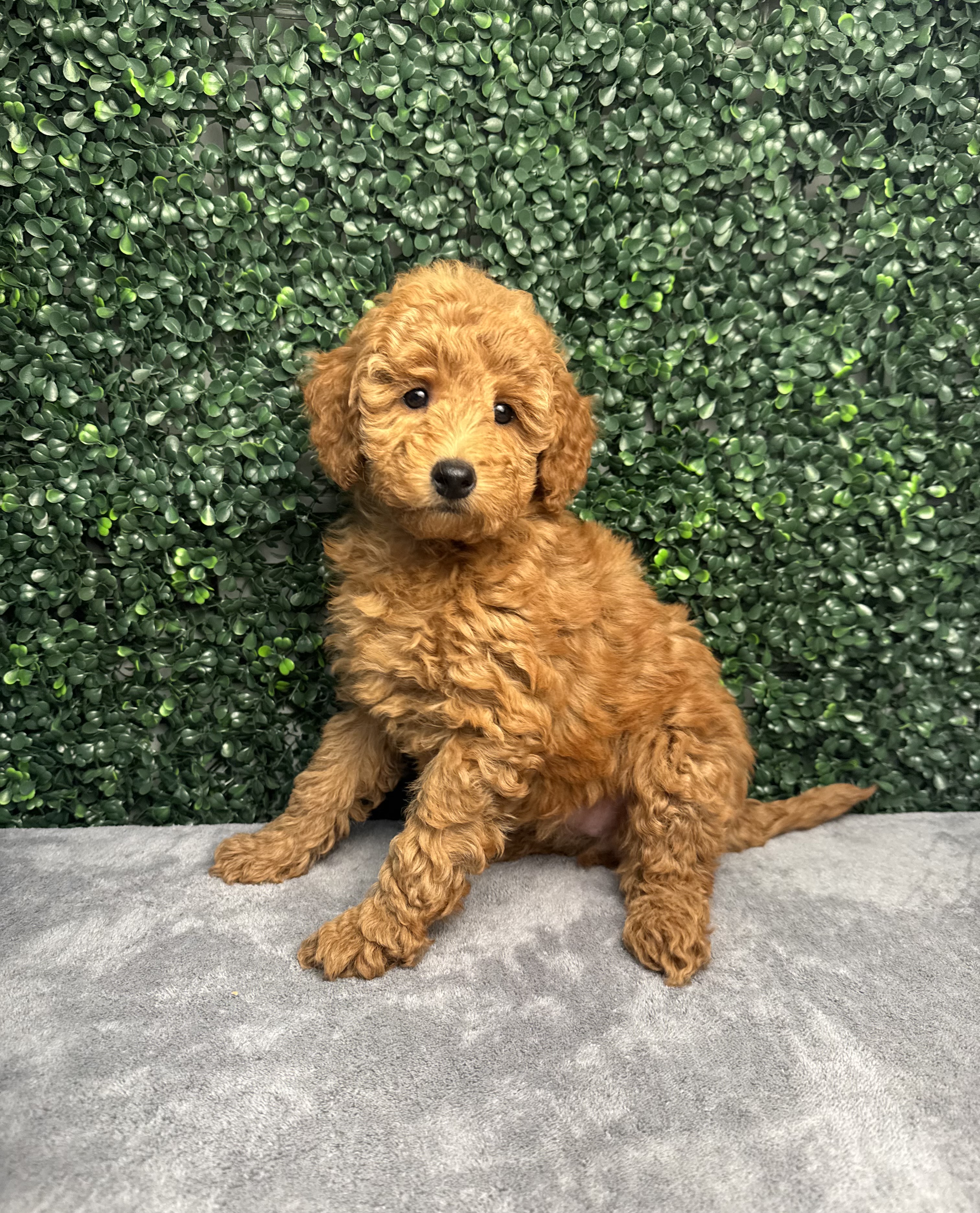 Goldendoodle Mini 2nd Gen - 4993 Image #1
