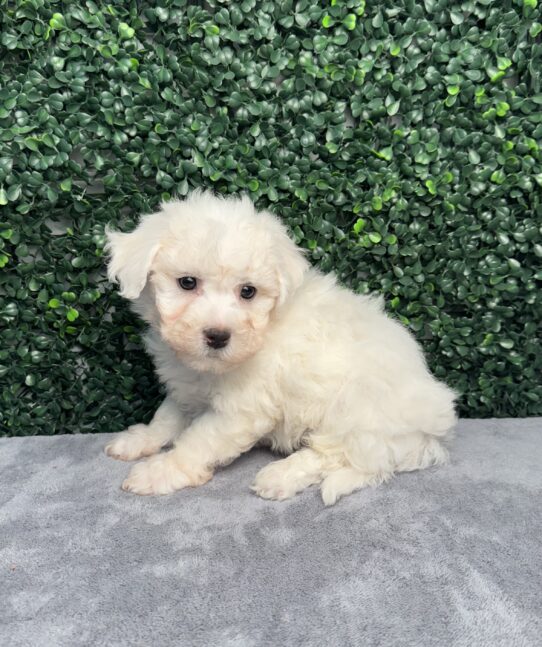 [#252076-04] White M Bichon Frise Puppies for Sale