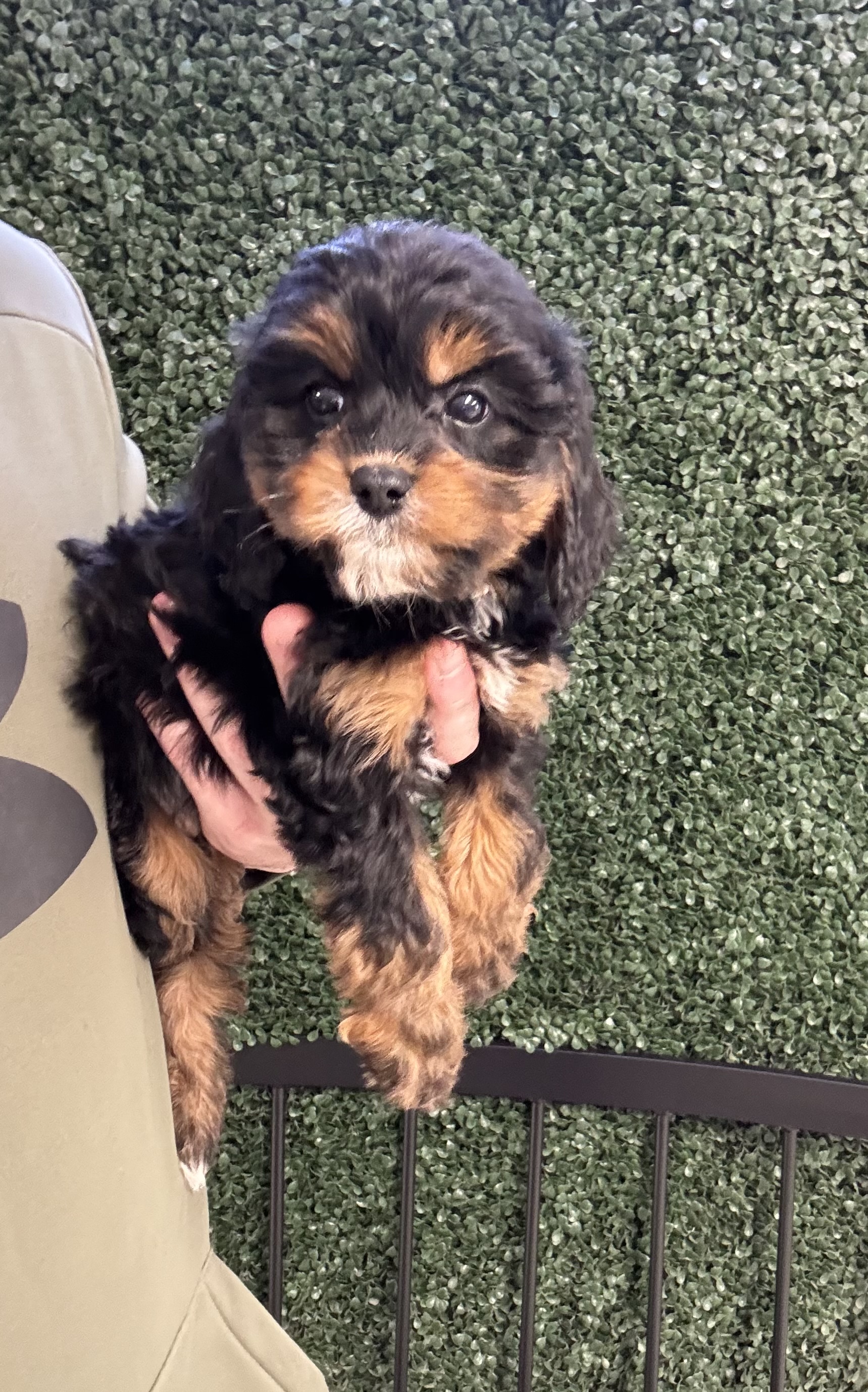 Yorkiepoo - 4991 Image #2