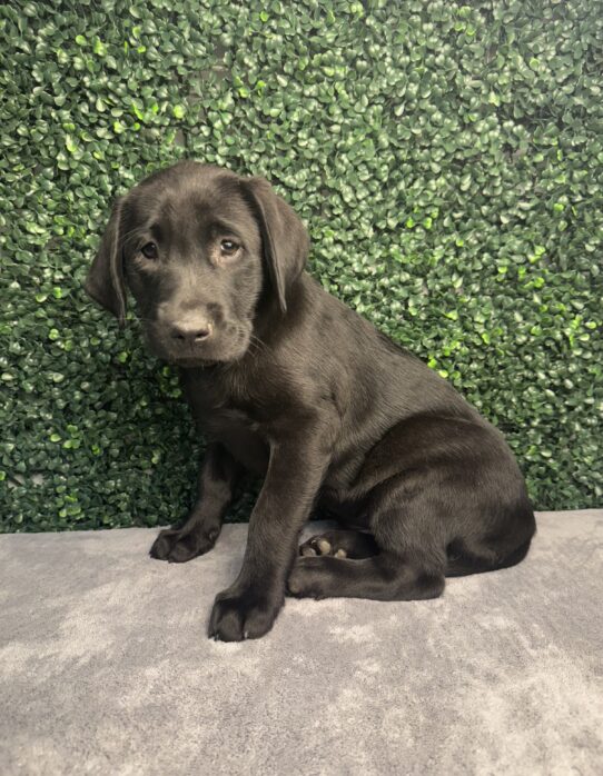 [#25334-04] Black F Labrador Retriever Puppies for Sale