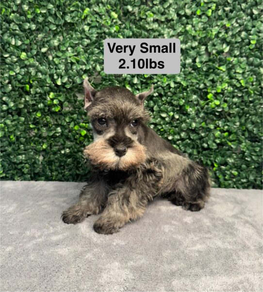 Miniature Schnauzer-Dog-Female--4999-Tiny Paws