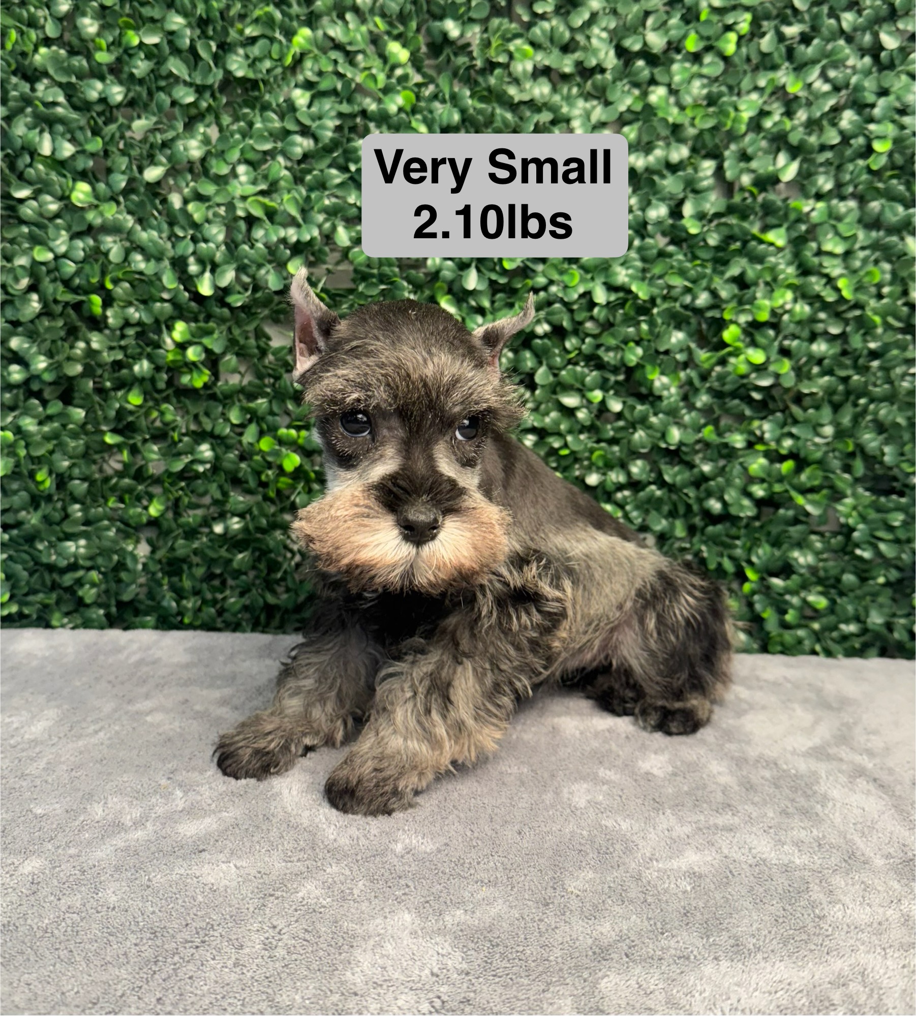 Miniature Schnauzer - 4999 Image #1