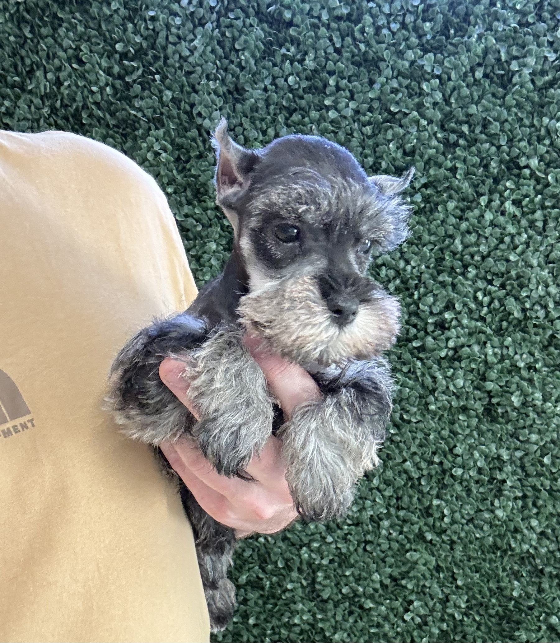 Miniature Schnauzer - 4999 Image #2