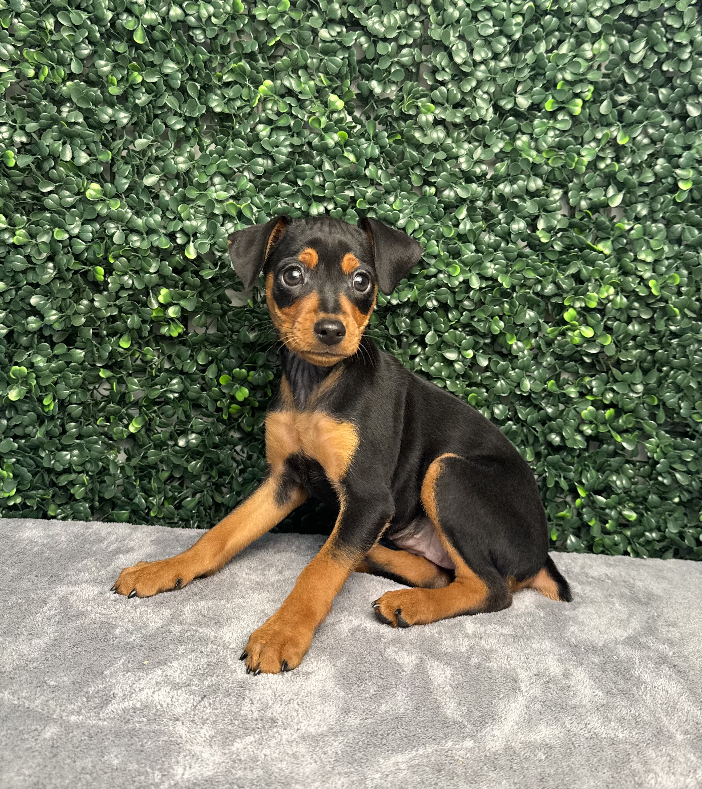 Miniature Pinscher - 5000 Image #2