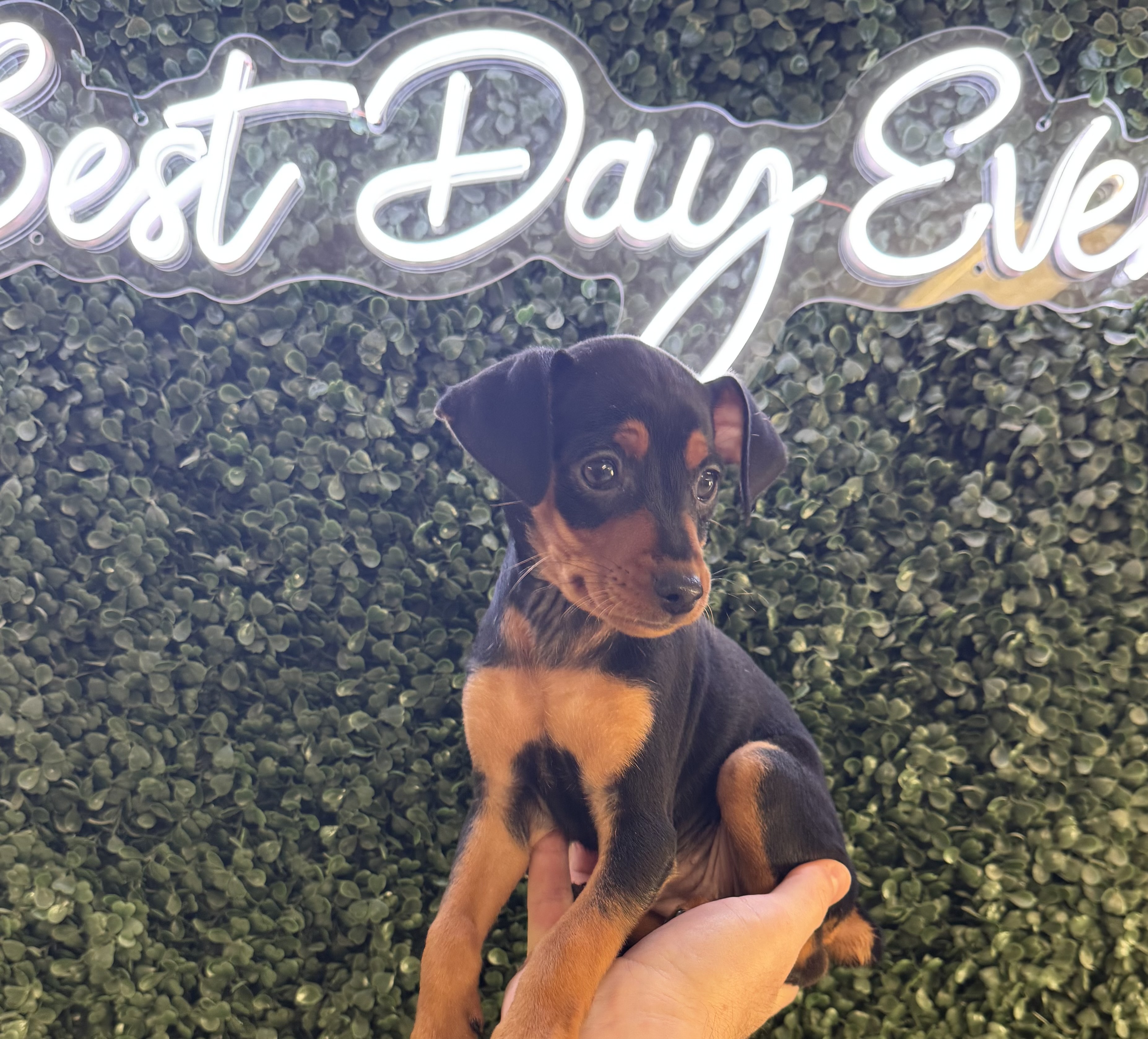 Miniature Pinscher - 5000 Image #1