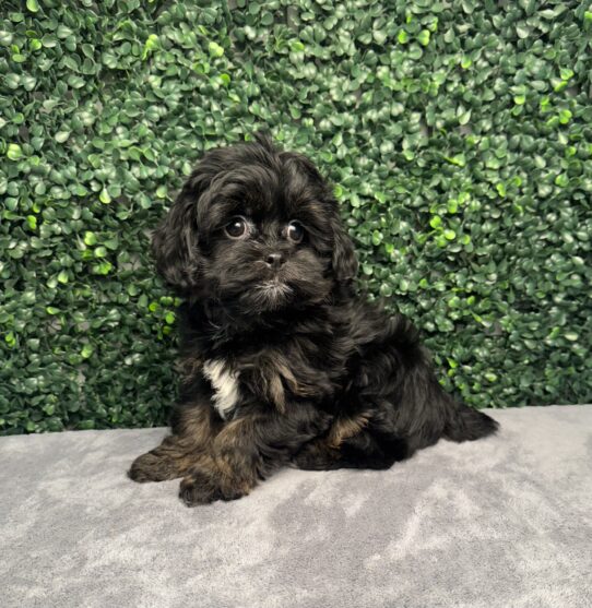 [#251837-02] Black F Yorkiepoo Puppies for Sale