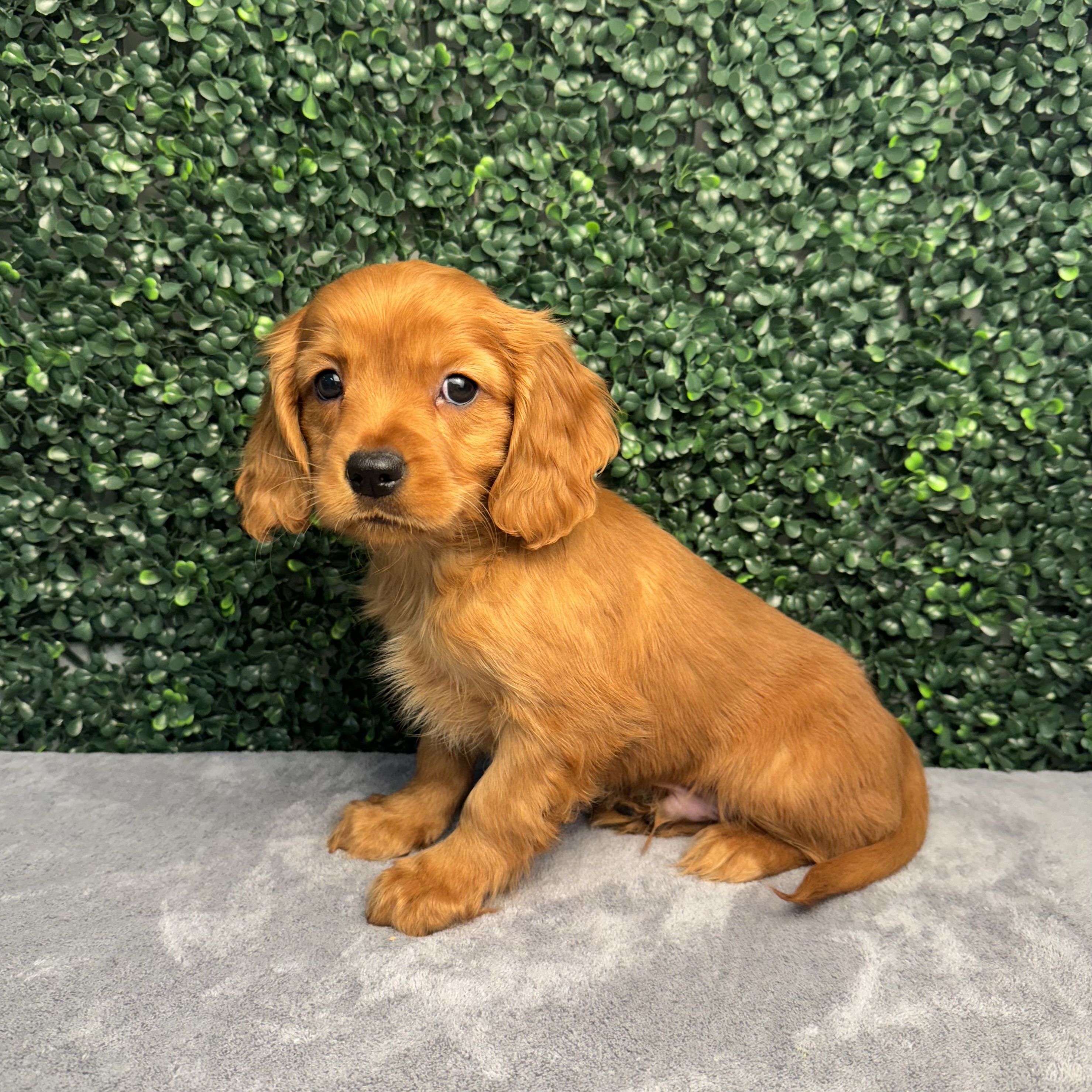 Mini Golden Retriever - 5001 Image #1